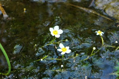 High angle view of flowers floating on water