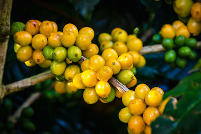 Close-up of coffee bean growing on tree