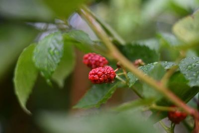 Unripened blackberries after a summer rain