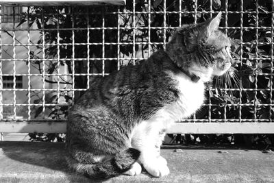 Close-up of a cat looking away