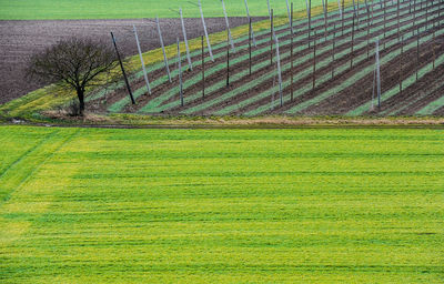 Scenic view of agricultural field