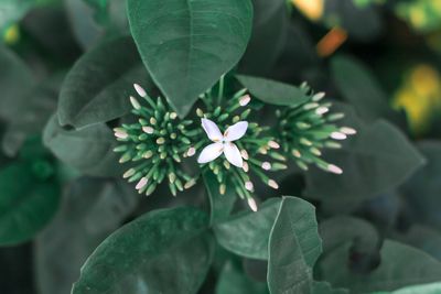 Close-up of flowering plant