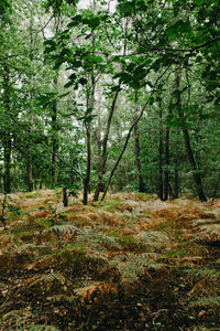 Trees on field in forest