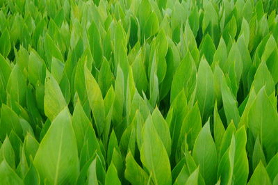 Close-up of crops growing on field