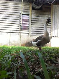 Birds on grass