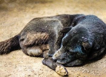 Dog sleeping