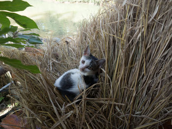 View of an animal on field