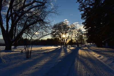 Trees on snow covered landscape