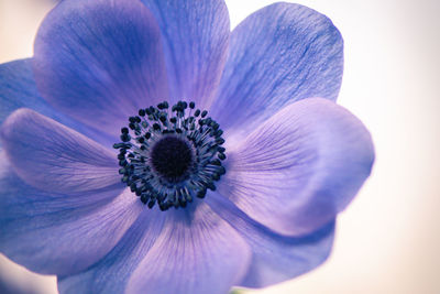 Macro shot of purple flowering plant