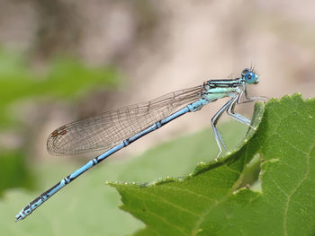 Close-up of dragonfly on leaf