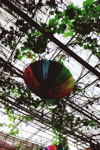 Low angle view of flower tree against sky