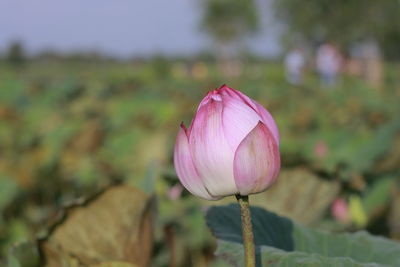 Close-up of pink lotus water lily