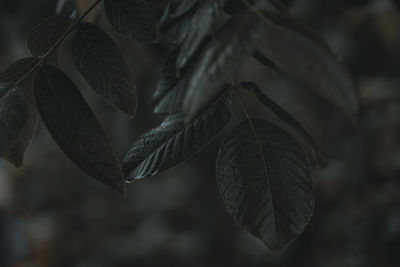 Close-up of leaves on plant