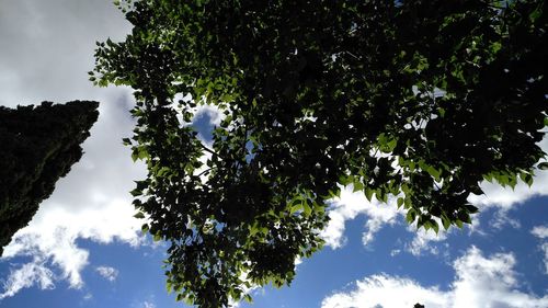 Low angle view of tree against sky