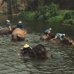 Bathing elephants 