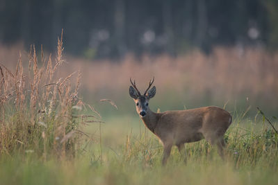 Deer standing on field