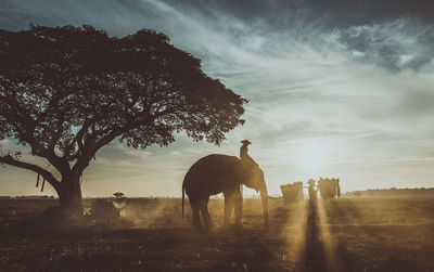 Horses on a field