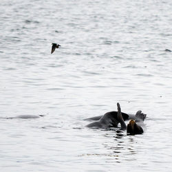 Two ducks swimming in sea