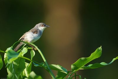 Close-up of bird perching on plant