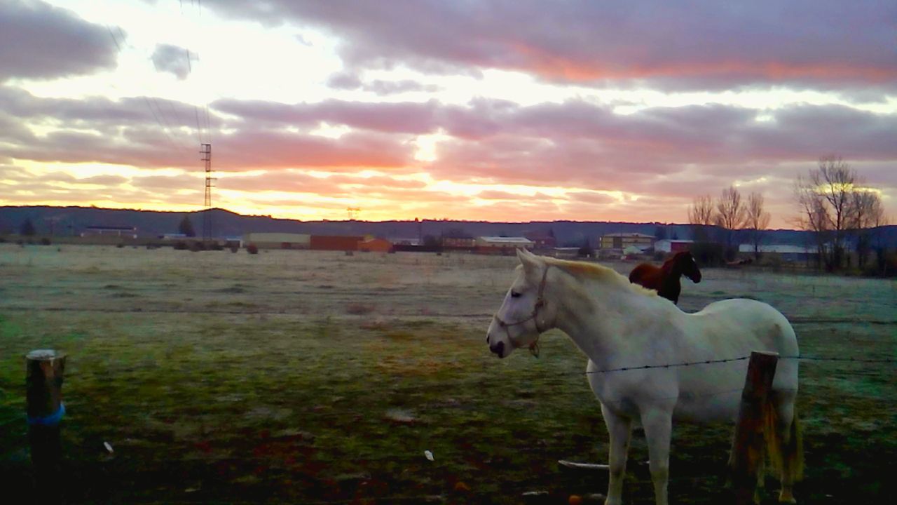 HORSES IN RANCH AGAINST SKY AT SUNSET