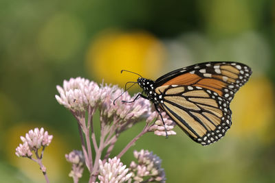 Close-up of butterfly pollinating on flower