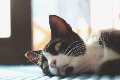 Close-up of cat looking away