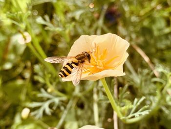 Close-up of bee pollinating on flower