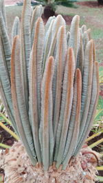 Close-up of flower