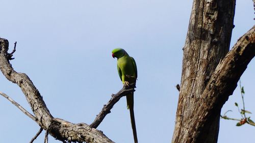 Low angle view of bird perching on tree against sky