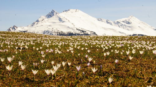 Scenic view of snowcapped mountains against sky