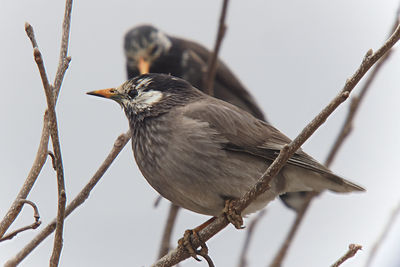 Close-up of bird perching on branch