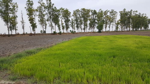 Scenic view of agricultural field against sky