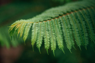 Close-up of fern