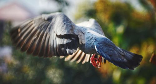 Close-up of pigeon flying