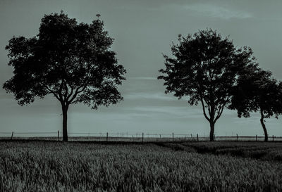 Tree on field against sky