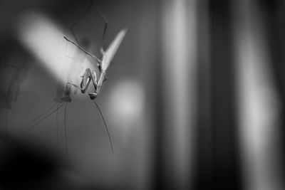 Close-up of spider on web