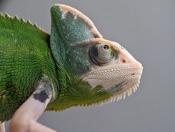 Closeup of lizard chameleon