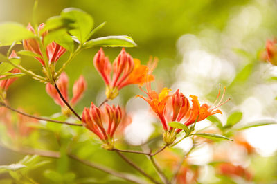 Close-up of flowers