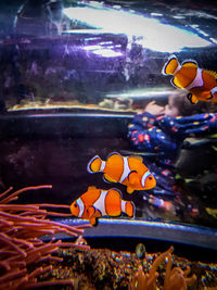 Close-up of fish swimming in aquarium