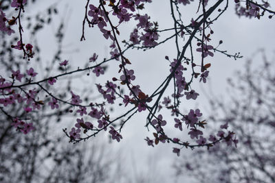 Low angle view of cherry blossom tree