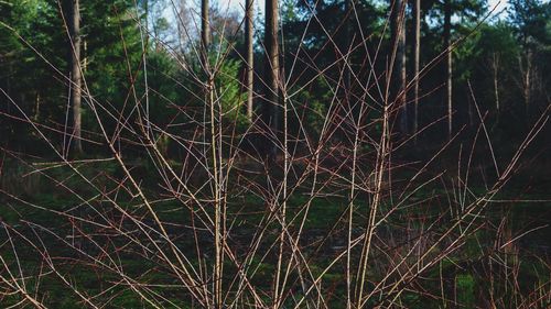 Full frame shot of trees in forest