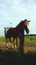 Animal grazing on grassy field