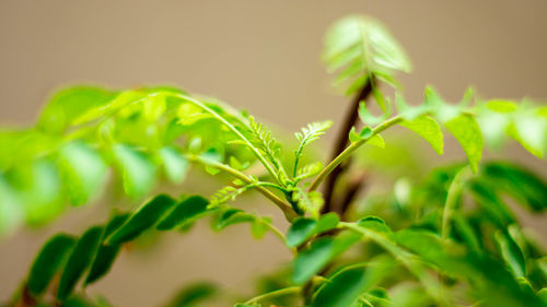 Close-up of fresh green leaves