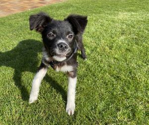 Portrait of puppy on grass