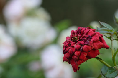 Close-up of red rose plant