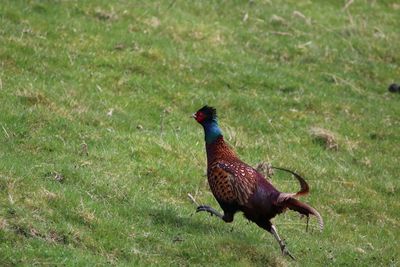 View of a male pheasant running over field