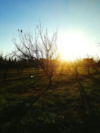 Plants growing on land against sky during sunset