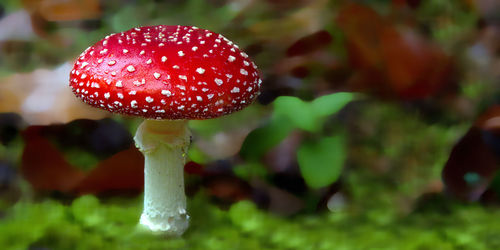 Fly agaric