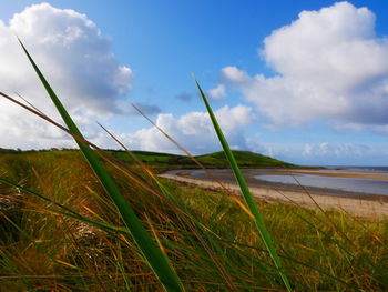 Plants growing on land against sky