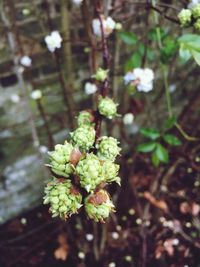 Close-up of flowers growing on tree